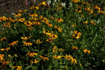 Obraz premium field of dandelions