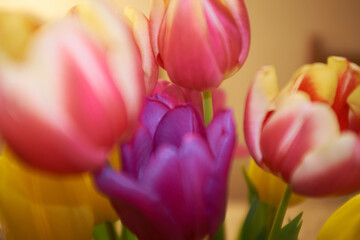 Purple, red and yellow tulips wit selective focus.  