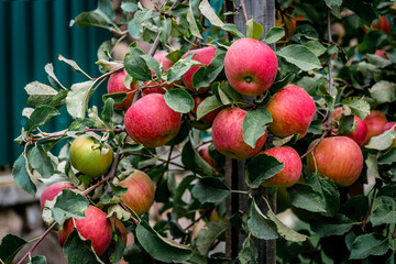 Tree with red apples in autumn.