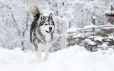 dog frosty winter snowy forest, alaskan malamute