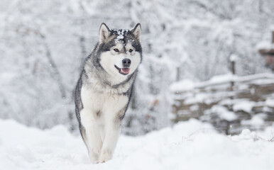 dog frosty winter snowy forest, alaskan malamute