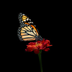Monarch butterfly on red zinnia flower
