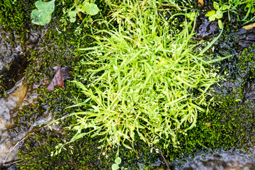 green moss on the stone