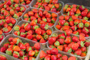 strawberries in a box close up