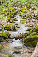 stream in the forest