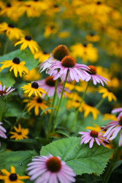 echinacea, black eyed susan, coneflowers, rudbeckia flowers with a shallow depth of field 