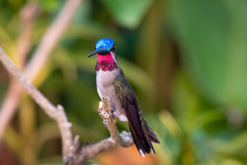Long-billed Starthroat hummingbird perching in a plant, hummingbird resting in natural surroundings, bird in nature, hummingbird in backyard, 