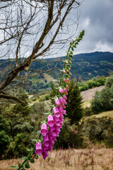 Paisajes de los cerros orientales de Bogotá via la Calera y Choachí, cultivos de papa y paisajes...