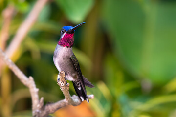 Fototapeta na wymiar Long-billed Starthroat hummingbird perching in a plant, hummingbird resting in natural surroundings, bird in nature, hummingbird in backyard, 