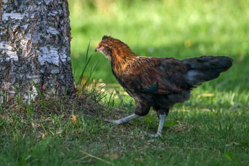 a young cock in its habitat