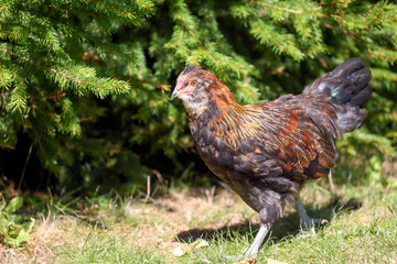 a young cock in its habitat