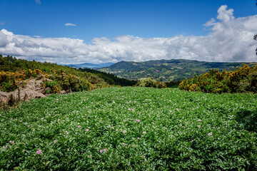 Paisajes de los cerros orientales de Bogotá via la Calera y Choachí, cultivos de papa y paisajes del campo