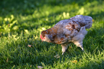 a young cock in its habitat