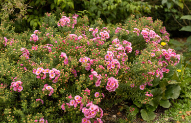 Obraz premium pink flowers in a garden