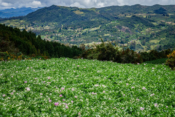 Paisajes de los cerros orientales de Bogotá via la Calera y Choachí, cultivos de papa y paisajes...