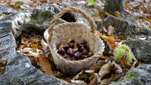 chestnuts background - harvesting chestnut in the forest with basket in autumn foliage ground