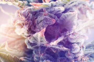 Marijuana bud close up. Macro trichomes CBD THC in Pot. Sativa Fresh green weed In details. Indica...