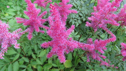 flowers in the garden