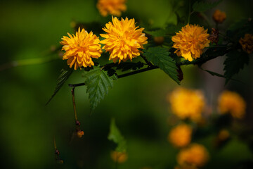 Spring yellow flowers on a green background