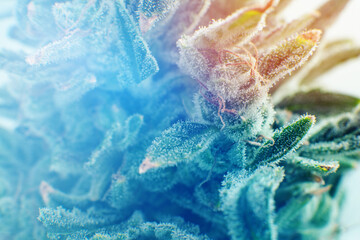 Macro trichomes of cannabis. Sativa CBD THC Marijuana bud close up. Indica flower.