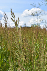 tall grass on a background of clouds