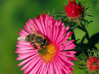 Biene auf Asterblüte