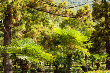 Subtropical climate of the Caucasus. Garden in the city of Gagra, Abkhazia.