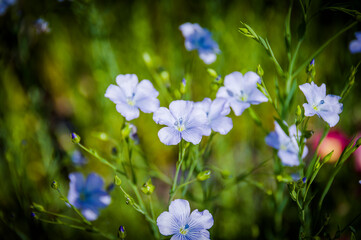 Lein, Leinblüte, Blüte, Linum Usitatissimum, Kulturpflanze, Leinöl, Garten, Nutzgarten, Basel, Basel-Stadt, Nordwestschweiz, Sommer, Schweiz