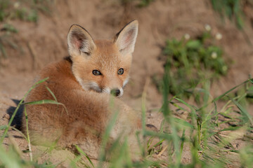 Naklejka premium lis