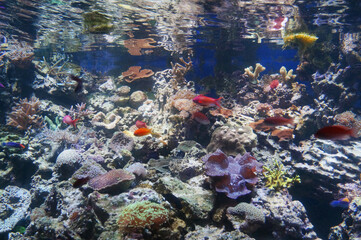 Naklejka na ściany i meble coral reef sea fish underwater tropical
