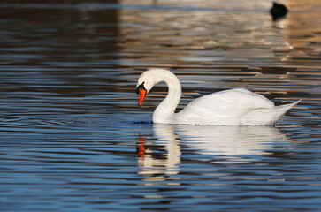 A Mute Swan (cygnus olor) in the Ziegeleipark, Heilbronn, Germany