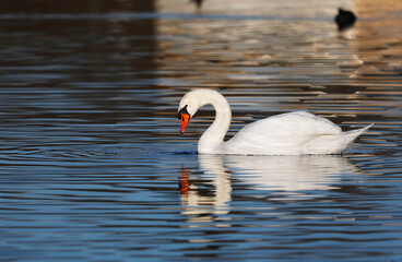 Obraz premium A Mute Swan (cygnus olor) in the Ziegeleipark, Heilbronn, Germany