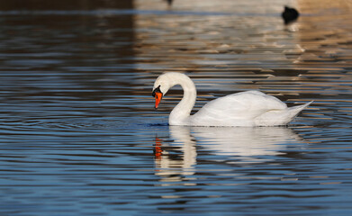Fototapeta premium A Mute Swan (cygnus olor) in the Ziegeleipark, Heilbronn, Germany