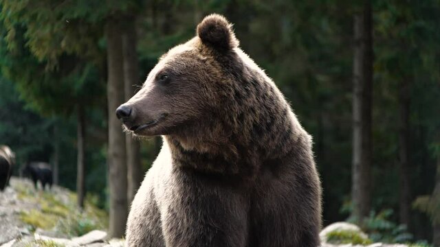 Cute Dangerous Leader of Pack, Group, Flock of Brown Bears in Wild Natura, in Forest hight in the Mountains. Amazing Nature, Powerful Flora, and Fauna. Concept of Animal`s Freedom, Home. Wildlife.