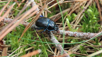 Dung beetle