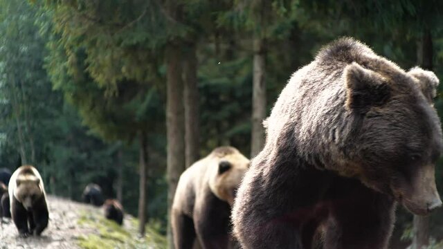 Animal`s Portrait of big Serious Powerful Brown Bear in Wild Nature. Leader of Bear`s Flock. Life in Forest, Home of Dangerous Animals, Freedom, Flora, and Fauna. Wild Free Hight in the Mountains.