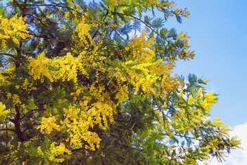 Springtime. Bright yellow flowers of Acacia dealbata ( mimosa ) tree against blue sky