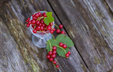 Red currants in a glass goblet on an old rustic wooden table. The concept of proper healthy food.