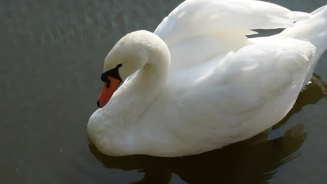 A white swan is floating on the lake.