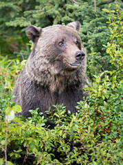 Fototapeta premium Grizzly bear in the wild