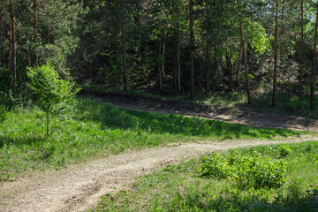 Fototapeta na wymiar Birch wood on the Tsaryov Kurgan in Samara Region.