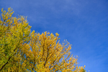 Fototapeta premium かつらの木の紅葉