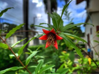 red and yellow flower