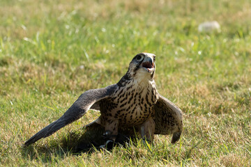 Mantling Lanner Falcon, Falco biarmicus, shielding falconers lure after display