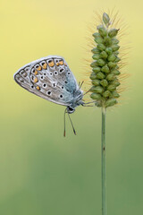 The common blue butterfly (Polyommatus icarus)