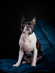 Boston Terrier