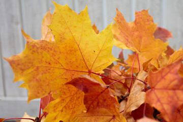 Naklejka na ściany i meble Maple leaves close-up on a wooden background.