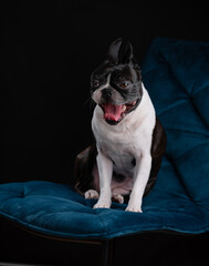 Boston Terrier