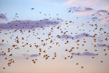 Abstract nature. Flying blur birds. Blue sky background. 