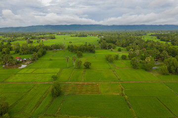 beautiful but unfocussed green grass after rain with dark cloudy sky green ricefield isolated in the island pangandaran . Scenic view of green ricefields in the Cambodia